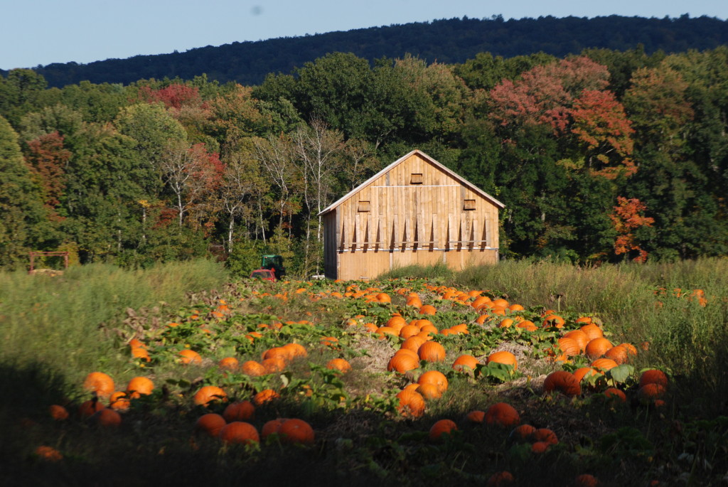 Pumpkin Patch Time! Pumpkin Spice Latte & Pumpkin Pie Spice | Why Go ...